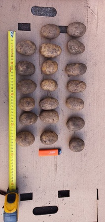 В продаже появился семенной картофель