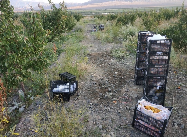 Продаю абрикос оптом с доставкой или без