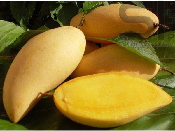 Манго Тайланда Нам Док Май