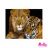 Paint by number Lion and Tiger