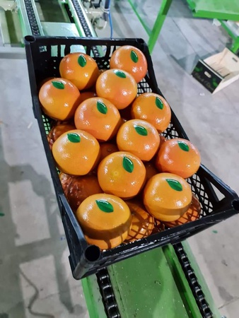 Апельсин "Вашингтон" напрямую от поставщика в Турции