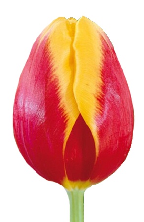 Тюльпаны оптом на 8 марта Denmark Триумф