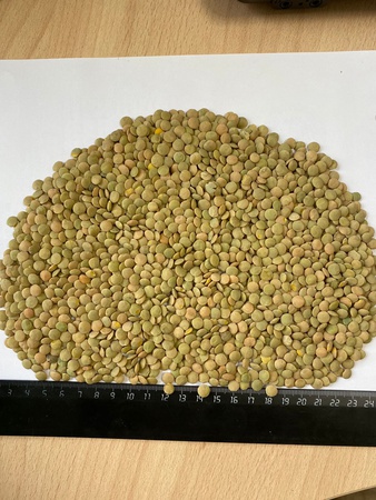 Чечевица зеленая