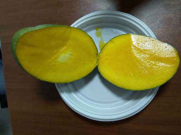 манго сорт кейт