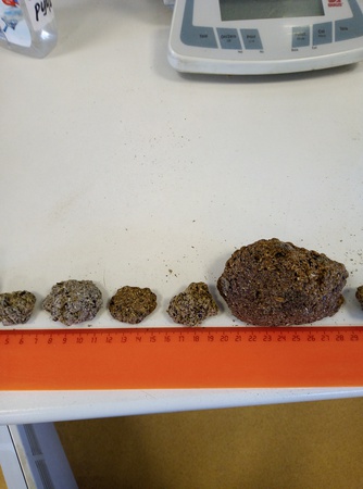 Shrot protein GOST 11246-96 38-39% of a.s.v. (toast, granule)