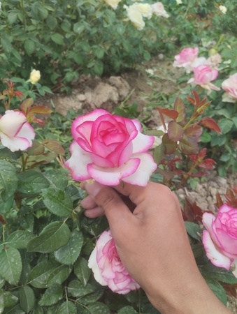 Rose Garden Uz