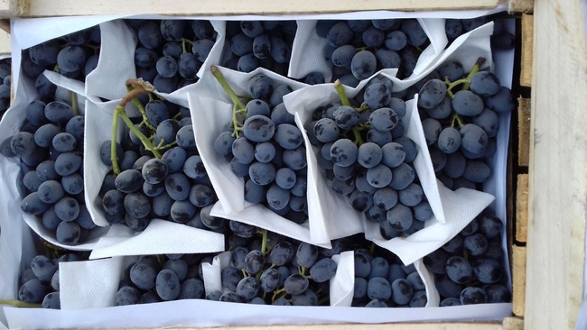 Üzüm Özbekistan Toptan