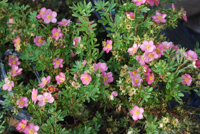 Курильский чай «Принцесс»