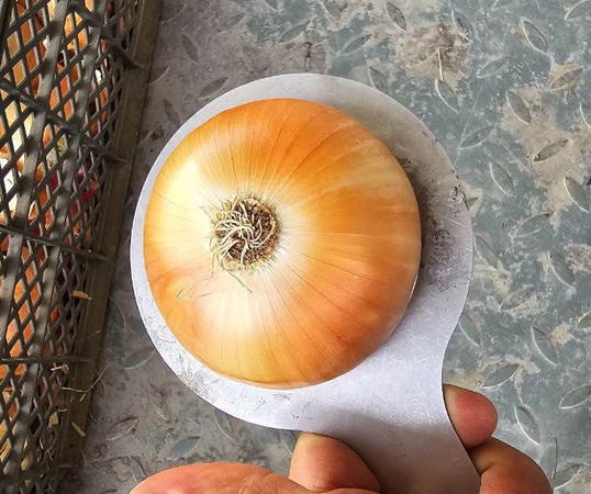 Лук репчатый