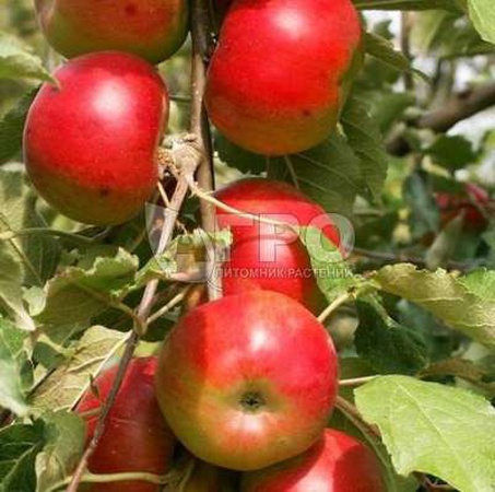ЯБЛОНЯ КОЛОНОВИДНАЯ СОРТ ОСТАНКИНО