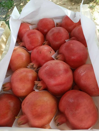 taze nar ihracata hazır ve diğer meyveler