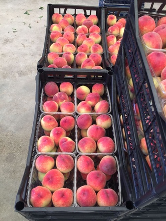 Peach from the direct manufacturer. Turkey. New Season June 2021