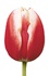 Тюльпаны оптом на 8 марта Leen Van Der Mark Триумф
