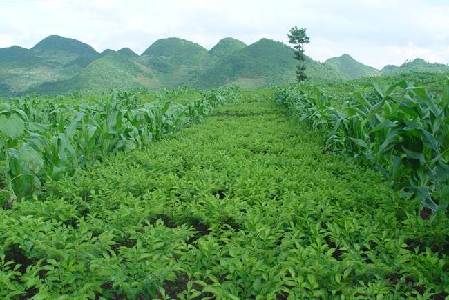 зеленые и натуральные пищевые добавки, конжак, глюкоманнан, конжаковая камедь