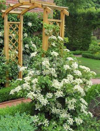 ГОРТЕНЗИЯ ЧЕРЕШКОВАЯ