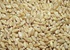 Зерно пшеницы для продажи