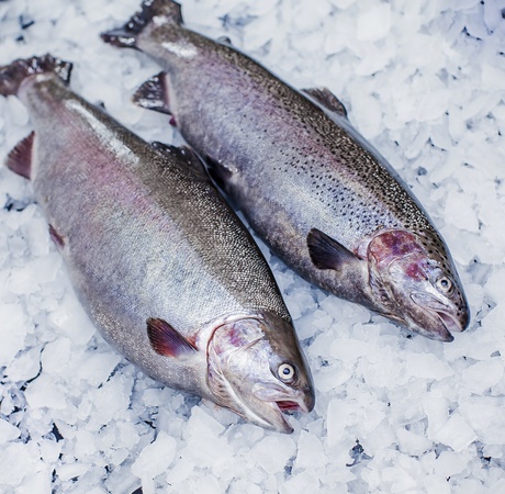 Форель радужная охлаждённая