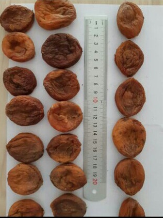 Dried apricot
