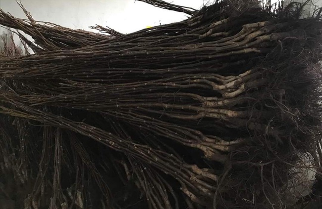 Саженец грецкого ореха Чандлера