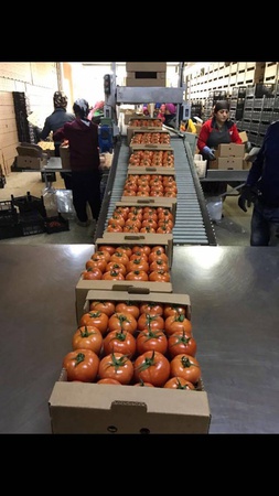 Tomato directly from a supplier in Turkey