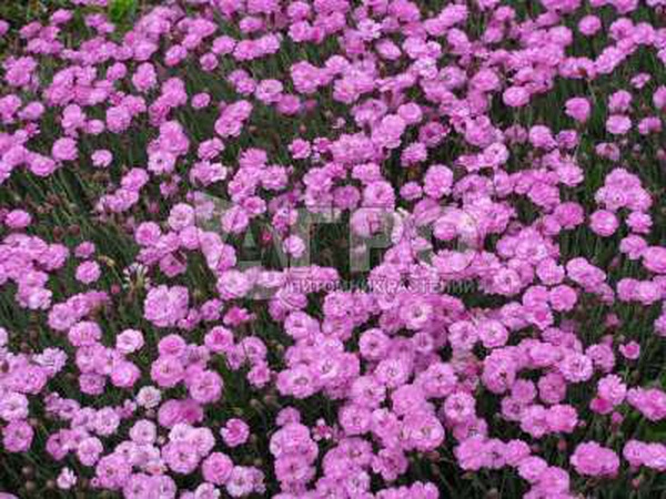 ГВОЗДИКА ГИБРИДНАЯ WHATFIELD WISP