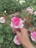 Rose Garden Uz