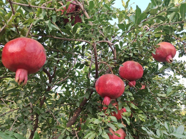 taze nar ihracata hazır ve diğer meyveler