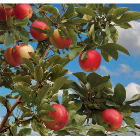 Летняя пора \6листов