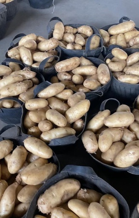 Свежий картофель