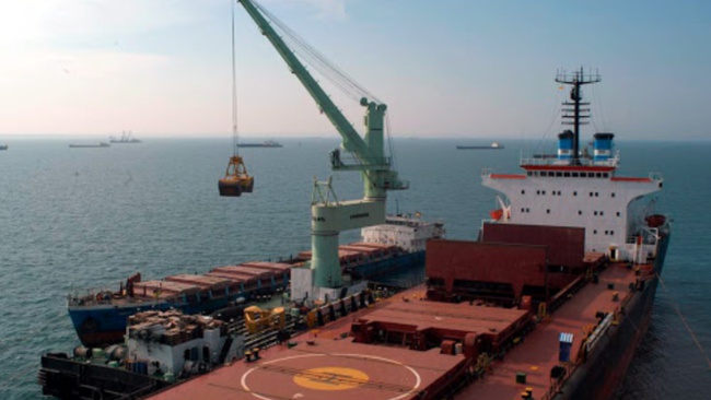 Wheat  grain from Russia big bulk