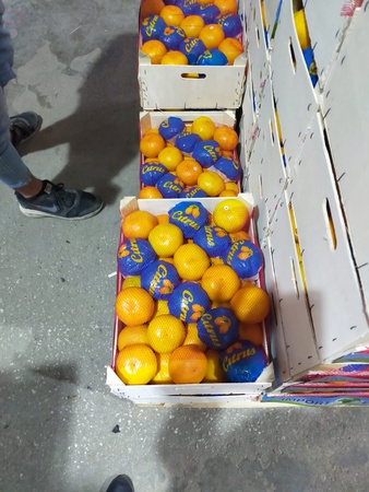 Tangerine Satsuma Freimon Clementine Oscar from Turkey