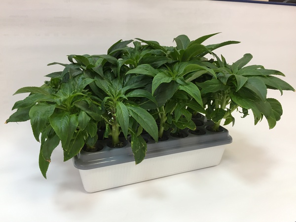 Домашняя Установка  «Чудо_грядка Здоровья КЛАД"