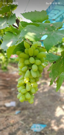 Виноград Сангли Грин