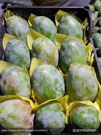 Манго зелёный сорт (Египет)