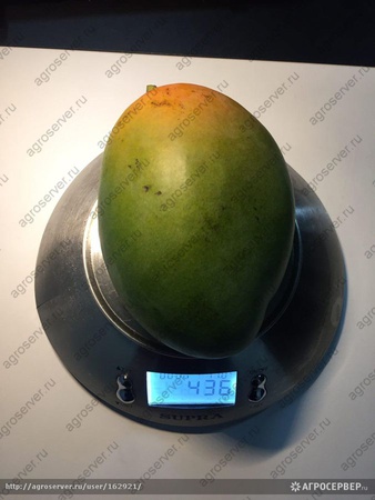 Манго зелёный сорт (Египет)