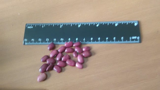 Фасоль томатка