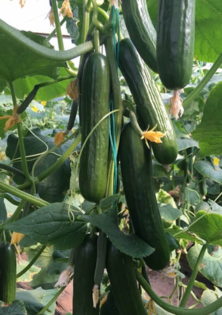Alfa Cucumber from Turkey
