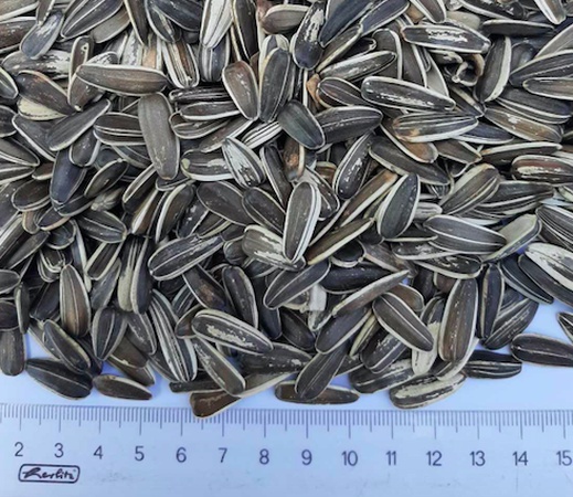 SUNFLOWER SEEDS FOR BIRD FOOD