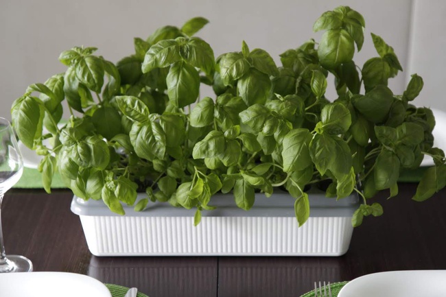 Домашняя Установка  «Чудо_грядка Здоровья КЛАД"