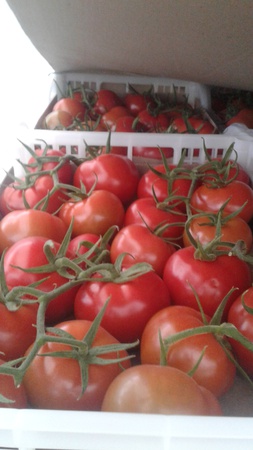 Tomatoes