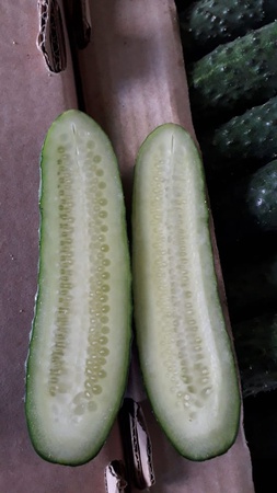 Короткоплодный тепличный огурец Оптом