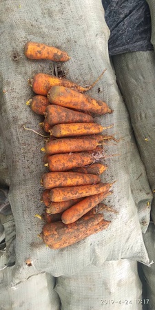 Üreticiden sebze ve meyveler (mevsime göre)