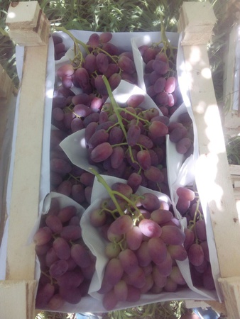Üzüm Özbekistan Toptan