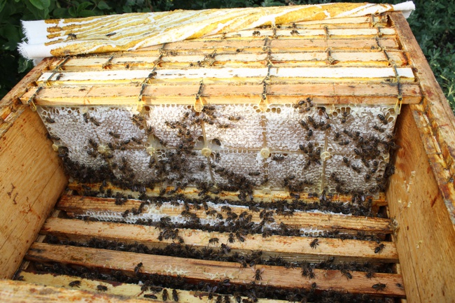 Mountain Honey natural varietal from Kyrgyzstan