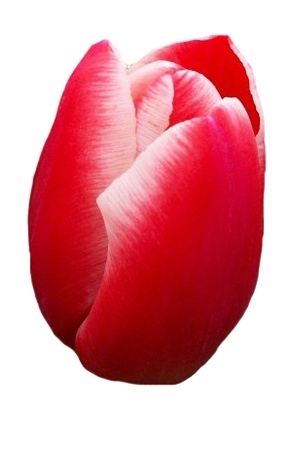 Тюльпаны оптом на 8 марта Kung-Fu Триумф