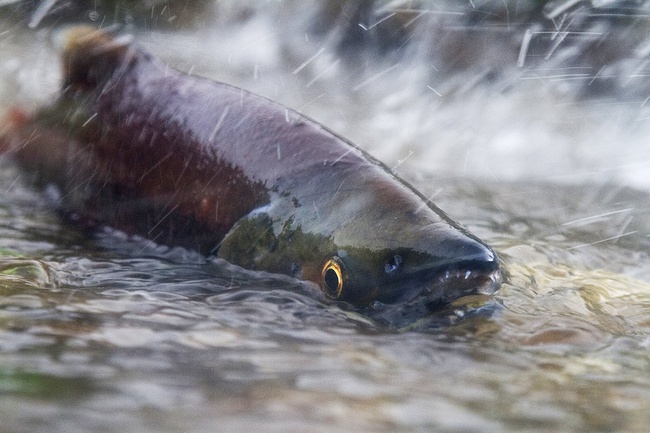 Chum salmon