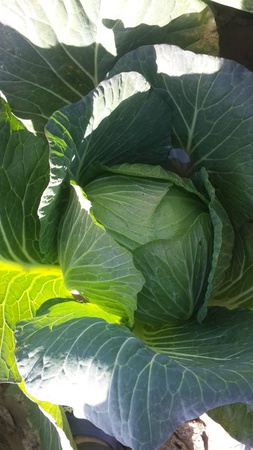 Коча́нная капу́ста