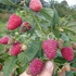RASPBERRY VARIETY BRYANSKOE DIVO