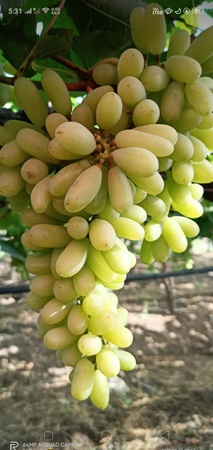 Виноград Сангли Грин