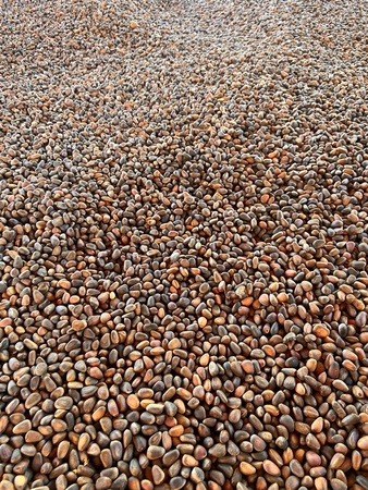 Кедровый орех